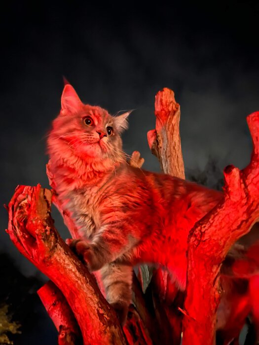 En katt klättrar på en rödlyst trädstam mot en mörk himmel.