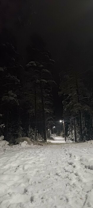 En snötäckt stig i en skog om natten med gatlampor och snöklädda träd. Tyst och mörkt vinterlandskap.