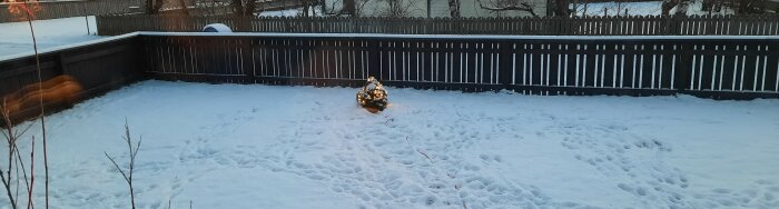 Snötäckt trädgård vid skymning, brunt staket, fotspår i snön, julbelysning på buske, kallt, stilla.