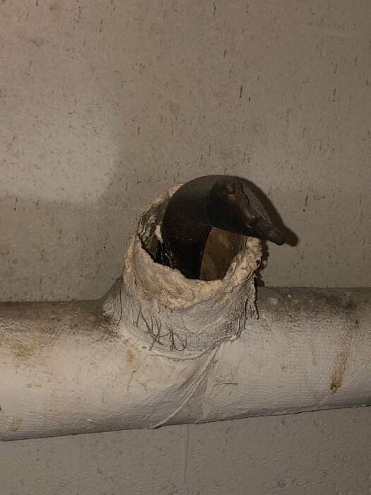 Ett myrslok sticker ut huvudet ur ett hål i ett rör.