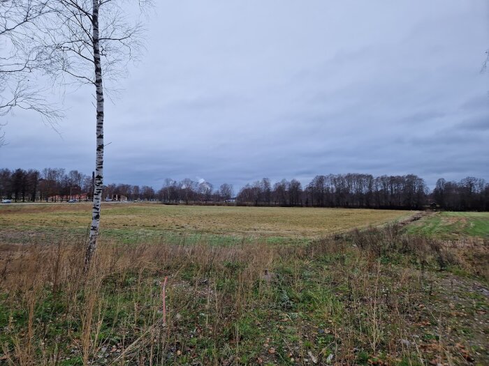 Molnig himmel, öppet fält, enstaka björk i förgrunden, skogsbryn, långt gräs, stig, byggnader i bakgrunden.