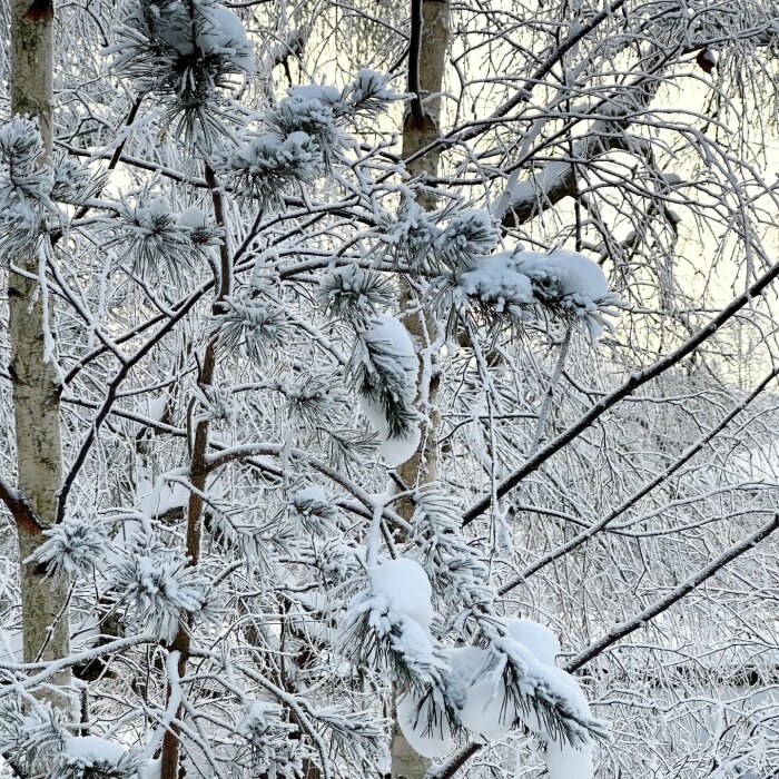 Snötäckta barrträd och kala lövträd i ett vinterlandskap.