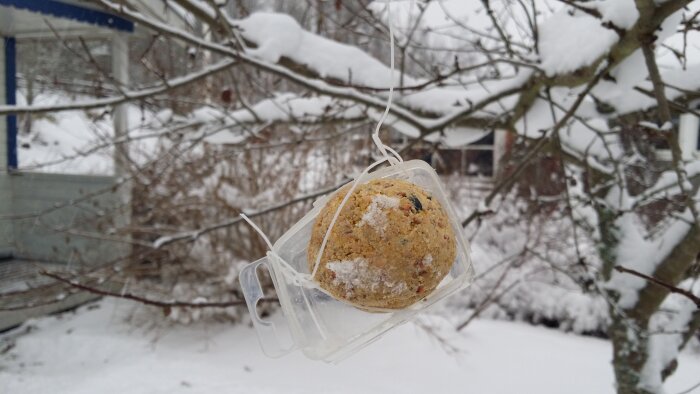 Fågelmat boll i behållare hänger från trädgren, snöigt landskap i bakgrunden.