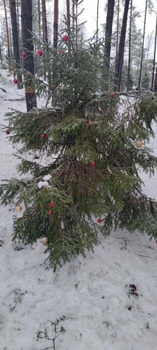 Ett barrträd utomhus dekorerat med julgranskulor, står i ett snötäckt skogslandskap.