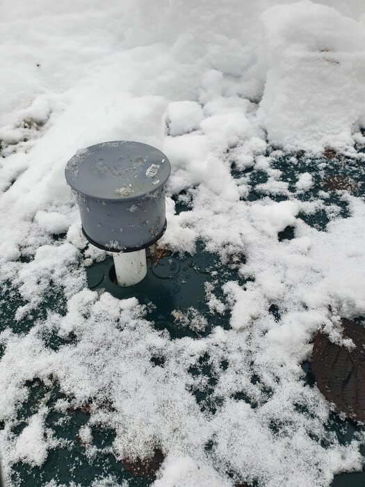 Grå mojäng på grön yta med snötäcke, isfläckar och stickande ut blad.