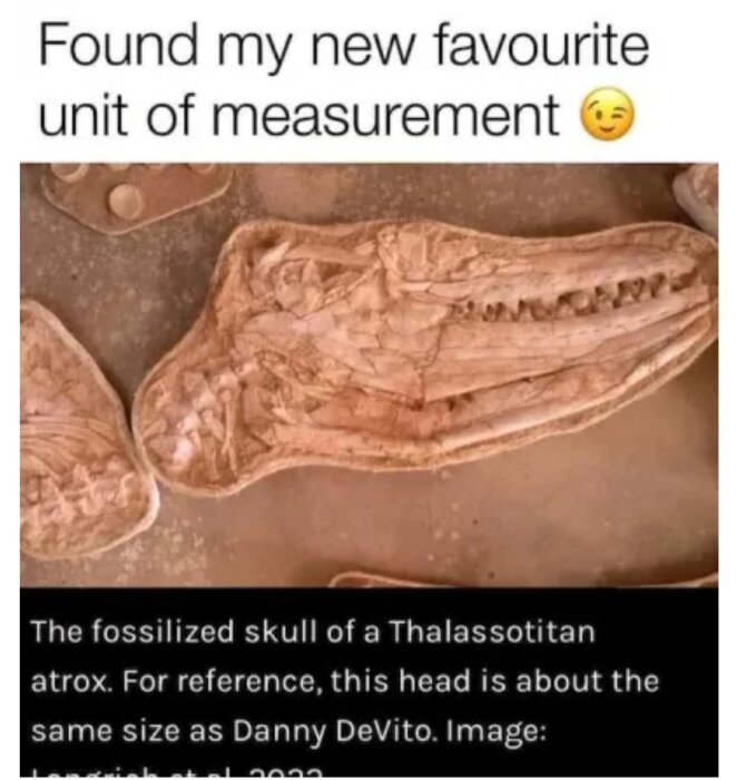 Fossiliserad skalle av Thalassotitan atrox, humoristiskt jämförd med en persons huvudstorlek.