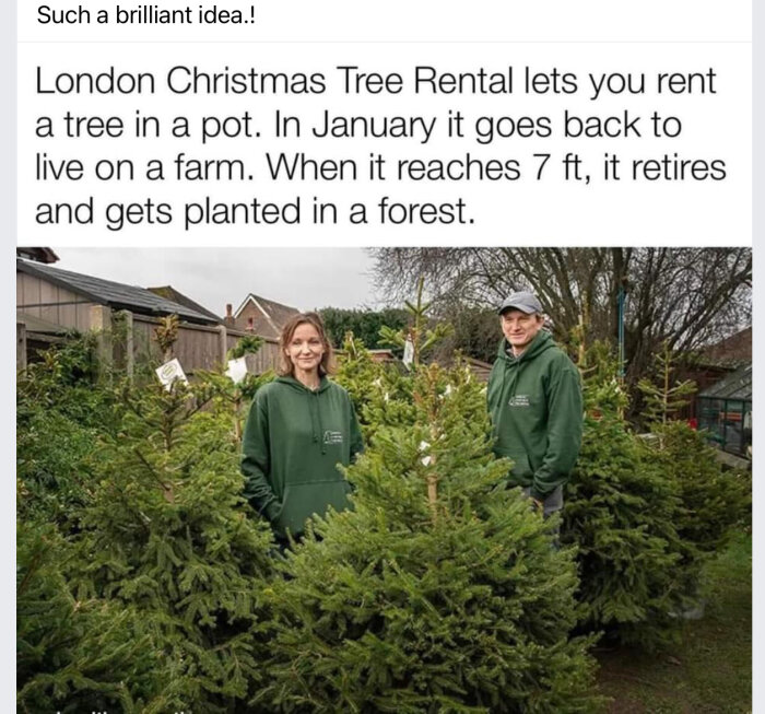 Två personer i gröna tröjor bland julgranar; London Christmas Tree Rental koncept.