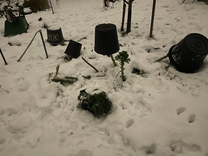 Trädgårdskrukor omkull i snö, växtskydd, fotspår, mörker, utomhus vintermiljö.