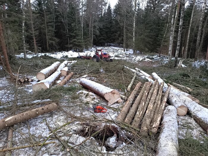 Avverkad skog, fallna träd, motorsåg, röd traktor, snöfläckar, skogsarbete, grenar på marken, vinterdag.