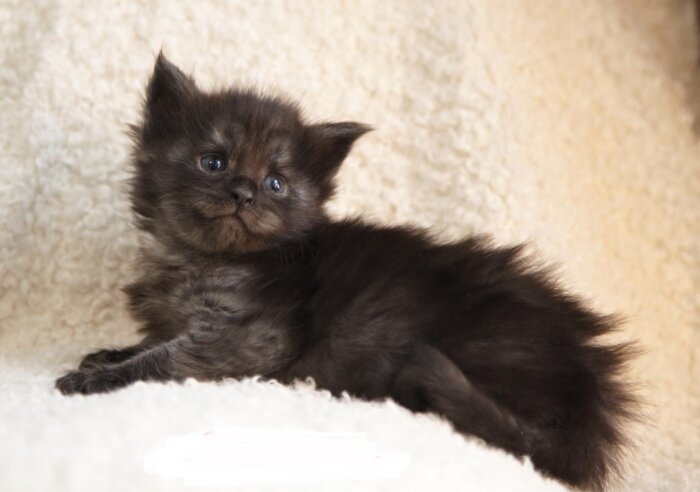 Ett fluffigt mörkfärgat kattunge ligger på en mjuk, ljus yta och ser nyfiket in i kameran.