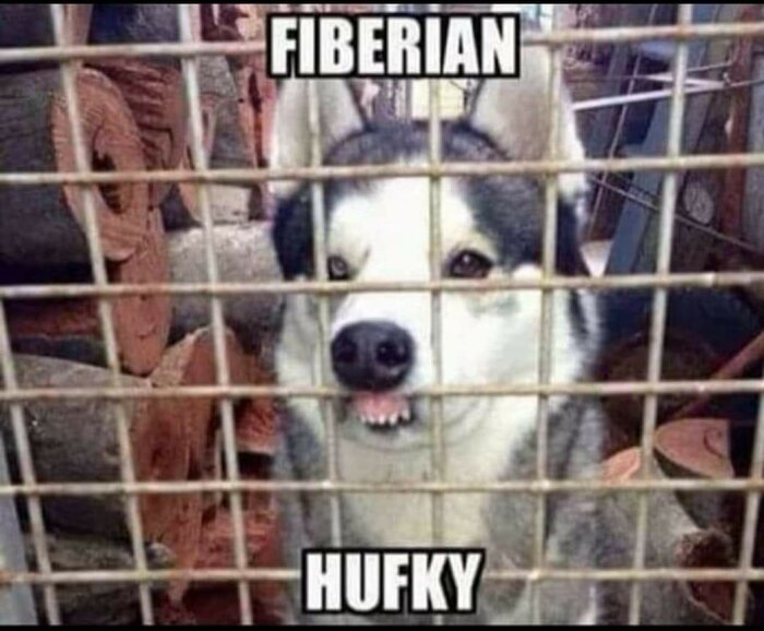 Hund bakom stängsel med texten "FIBERIAN HUFKY" som en ordlek.