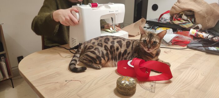 Katt på bord med symaskin och sytillbehör, rött band, oskarpt bakgrund, person syr.
