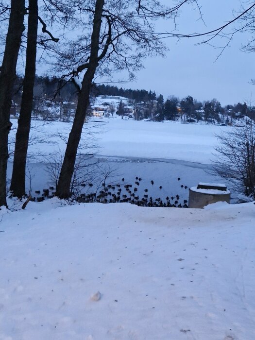 Vinterlandskap, snötäckt mark och isbelagd sjö, träd, ankor vid vatten, bostadshus i bakgrund, skymning.