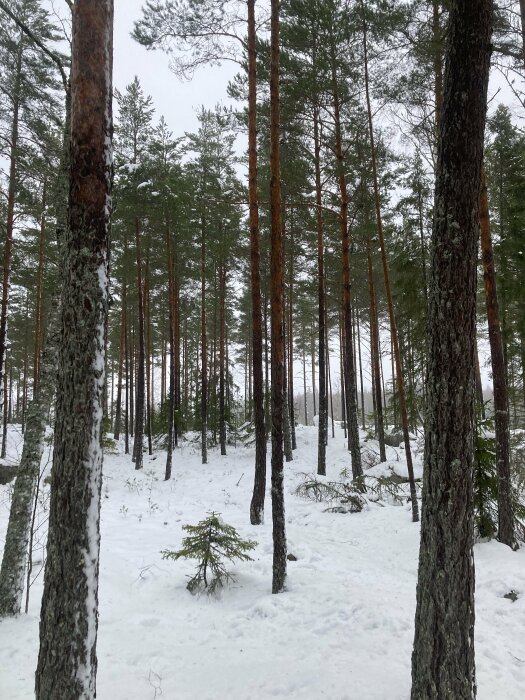 Tallskog med snötäckt mark, vinterdag, molnigt väder, ingen människa syns, lugn och fridfull natur.