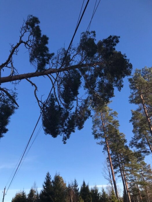 Fallen trädgren vilar på elledningar över skogsbakgrund under klarblå himmel.