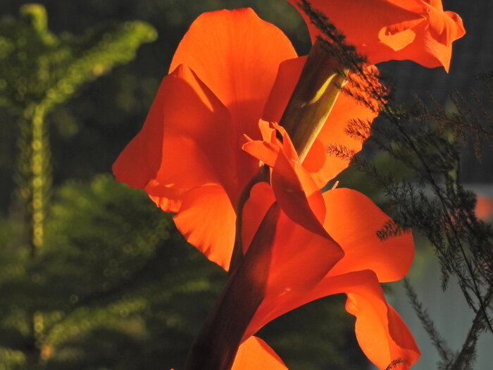 Närbild, orange gladiolusblomma, solljus, skuggor, gröna växter bakgrund.