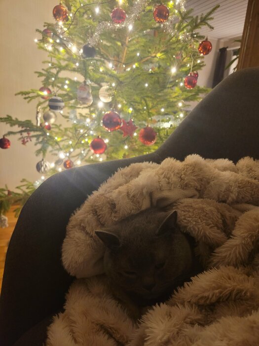 Grå katt sover inbäddad i filt framför julgran med ljus och röda kulor.