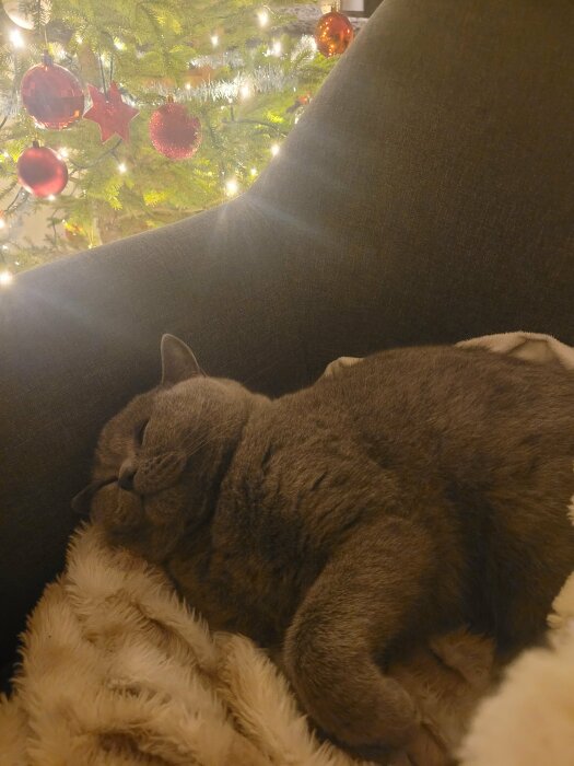 En sovande grå katt på en vit filt, med julgran och julgranskulor i bakgrunden.