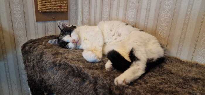 Vit och svart katt sover avslappnat på ett fluffigt kattträd.