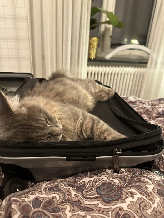 Grå katt sover bekvämt i öppen resväska på en säng med mönstrat överkast.