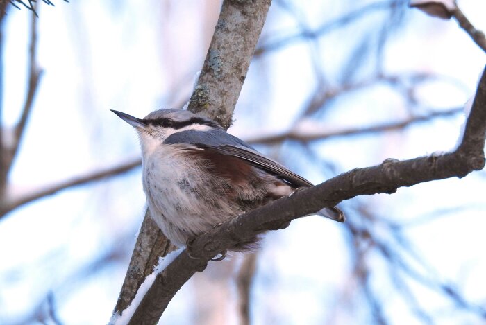En fågel på en gren mot en suddig bakgrund av bar himmel.