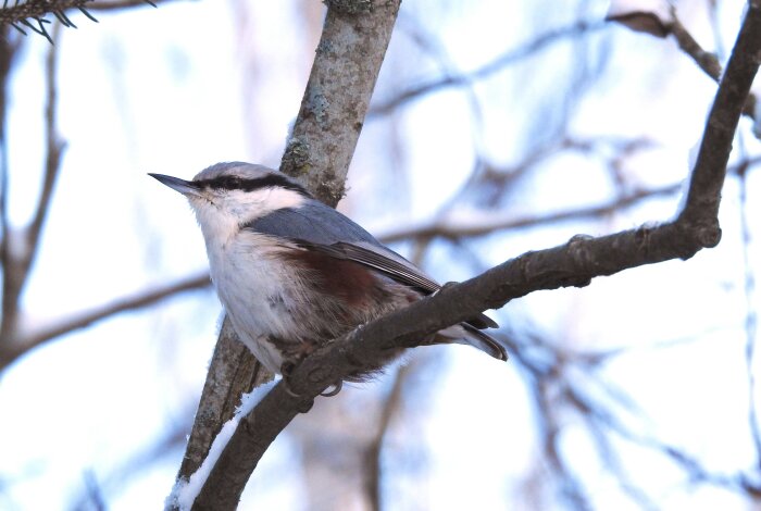 En nötväcka sitter på en gren mot en suddig himmel i bakgrunden.