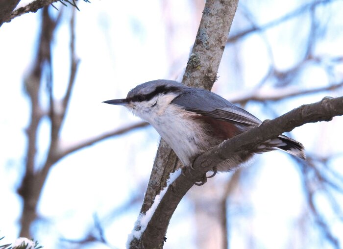 En nötväcka sitter på en gren i vintermiljö med suddig bakgrund.