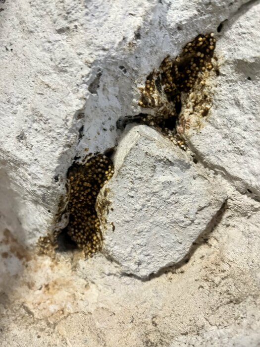 Vit stenvägg med små hålrum fyllda med många brun-gula insekter eller larver, möjlig samling för reproduktion eller kolonisering.