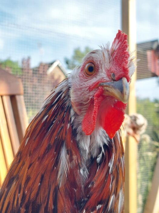 Närbild, höna med röd kam, fjädrar i nyanser av brunt, ute, dagstid.