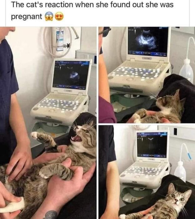 Katt vid ultraljud reagerar humoristiskt, simulerad förvåning vid graviditetsupptäckt. Mem med text.
