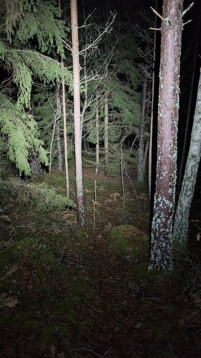 Mörk skogsnatt, träd, mossa, stig, belysning framifrån, känsla av ensamhet eller äventyr.