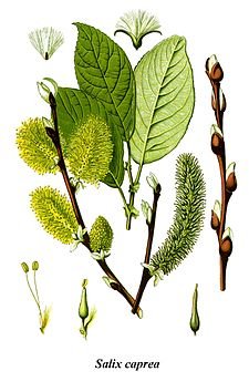 225px-Cleaned-Illustration_Salix_caprea.jpg