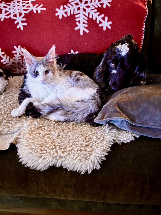 En katt och en hund ligger nära varandra på en mysig filt, med en röd kudde i bakgrunden.