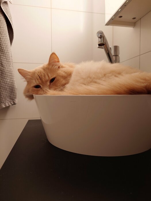 Ljusorange katt ligger i vit skål i ett badrum, avslappnad, omgiven av kakel och handduk.