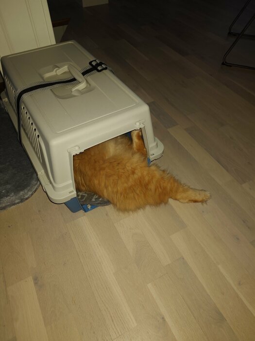 Rödorange katt halvt inuti en transportbur på trägolv.
