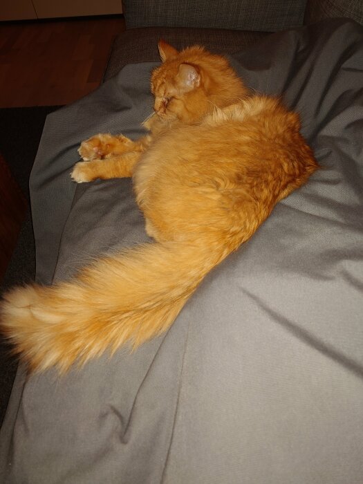 Rödorange katt sover avslappnat på en grå soffa. Lång päls, fluffig svans, inbjudande mjuk.
