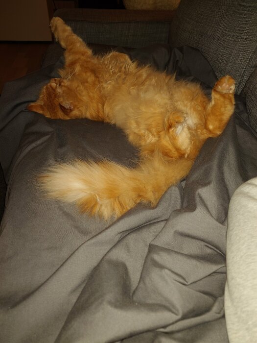 Rödorange katt sover upp-och-ner på grå soffa, visar mage, avslappnad och söt.