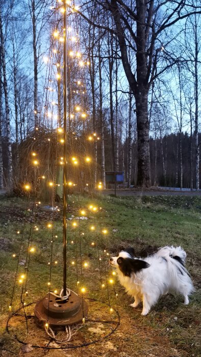 Ljusträd med glödlampor vid skymning, svartvit hund ser upp, natur och rustik metallbas.