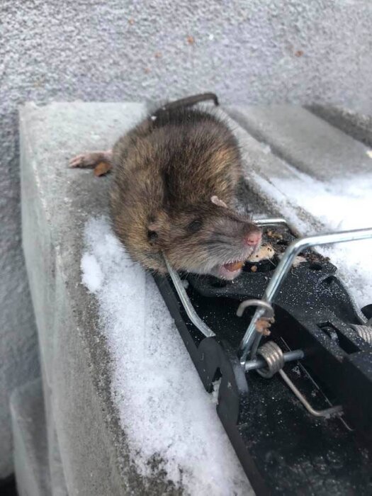 En gnagare fångad i en fälla liggande på snö, vilket indikerar en human removal metod.