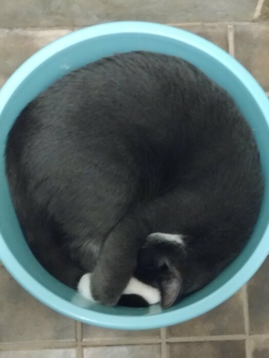 Grå katt kurar ihop sig i en blå hink på ett kaklat golv.
