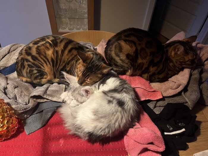 Tre katter sover tätt ihop på handdukar, en vit och två randiga. Inomhusmiljö, mysig stämning.