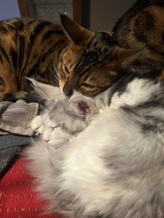 Två katter sover sött tillsammans, den ena ligger på den andra.