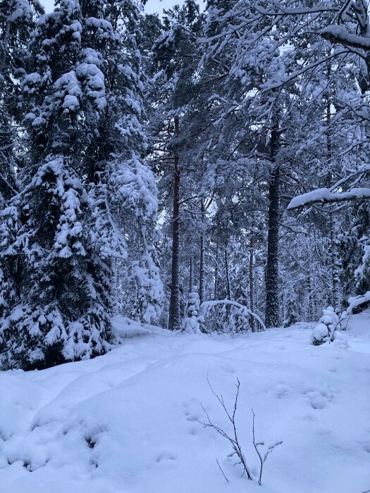 Tät vinterskog med snötäckta granar och mjuk snö, lugn och stillhet, kylig blåtonad atmosfär.