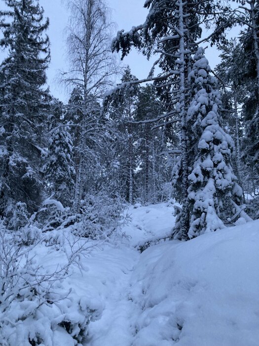 Vintrigt snölandskap i skogen, snötäckta träd, skymning, orörd natur, stillhet.