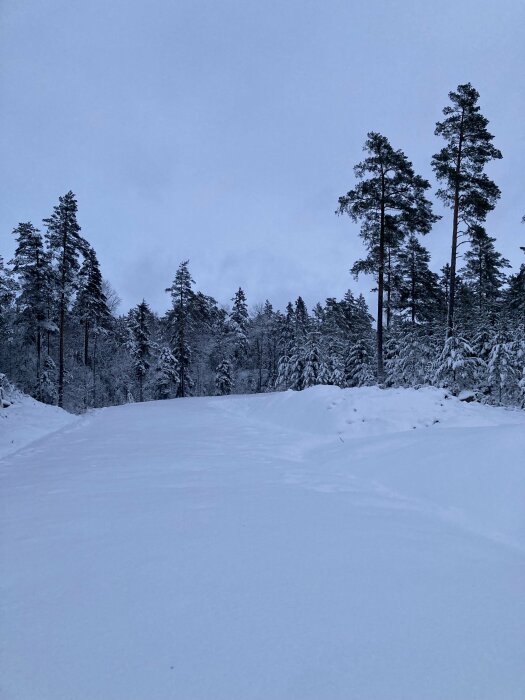 Ett snötäckt landskap med täta barrträd mot en grå himmel vid skymningen.