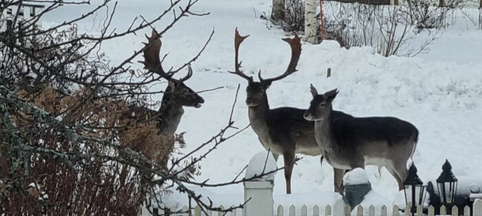 Rådjur i en snöig trädgård, staket förgrund, bar gren, vinterdag.