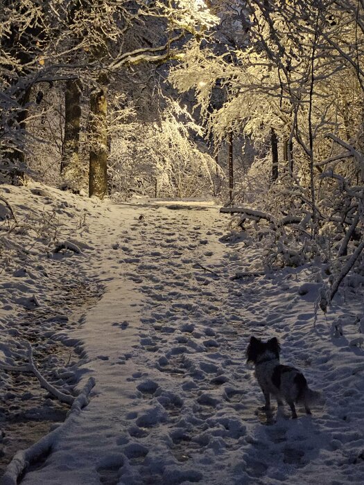 Snöig skogsväg om natten, fotspår i snön, hund pausar på stigen, träd belysta uppifrån.