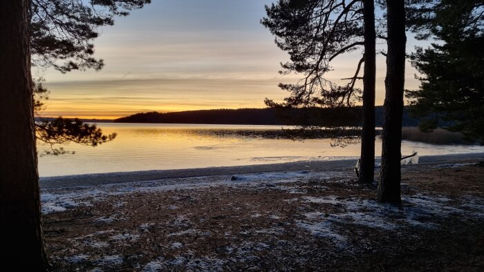 Solnedgång vid sjö, tunn is, barrträd, lätt snötäcke, ser kallt och fridfullt ut.