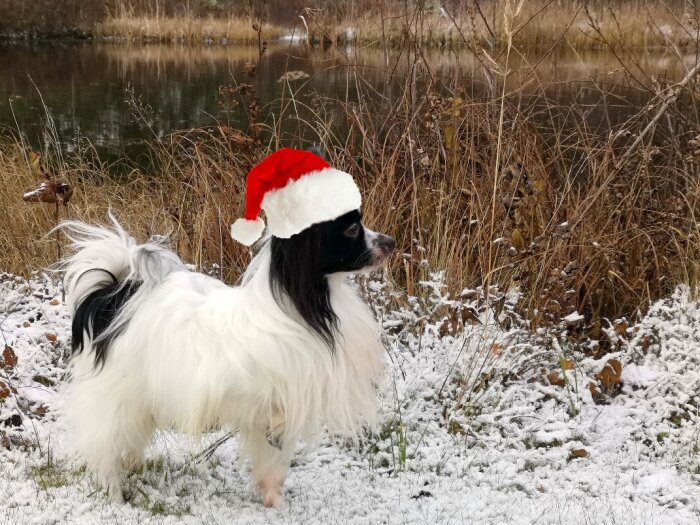 Vit och svart hund med tomteluva står i snö nära en flod.