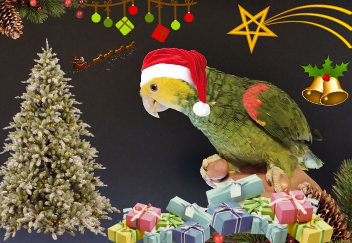 En papegoja med tomteluva, julgran, presenter, utsmyckning, festlig julstämning.